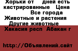   Хорьки от 35 дней есть кастрированные › Цена ­ 2 000 - Все города Животные и растения » Другие животные   . Хакасия респ.,Абакан г.